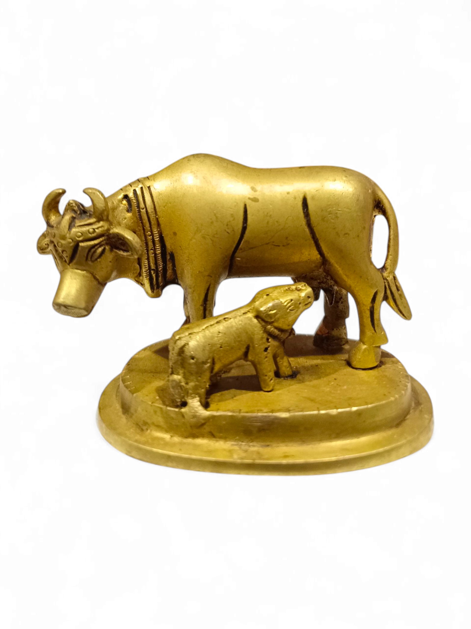 COW & CALF MED ANT