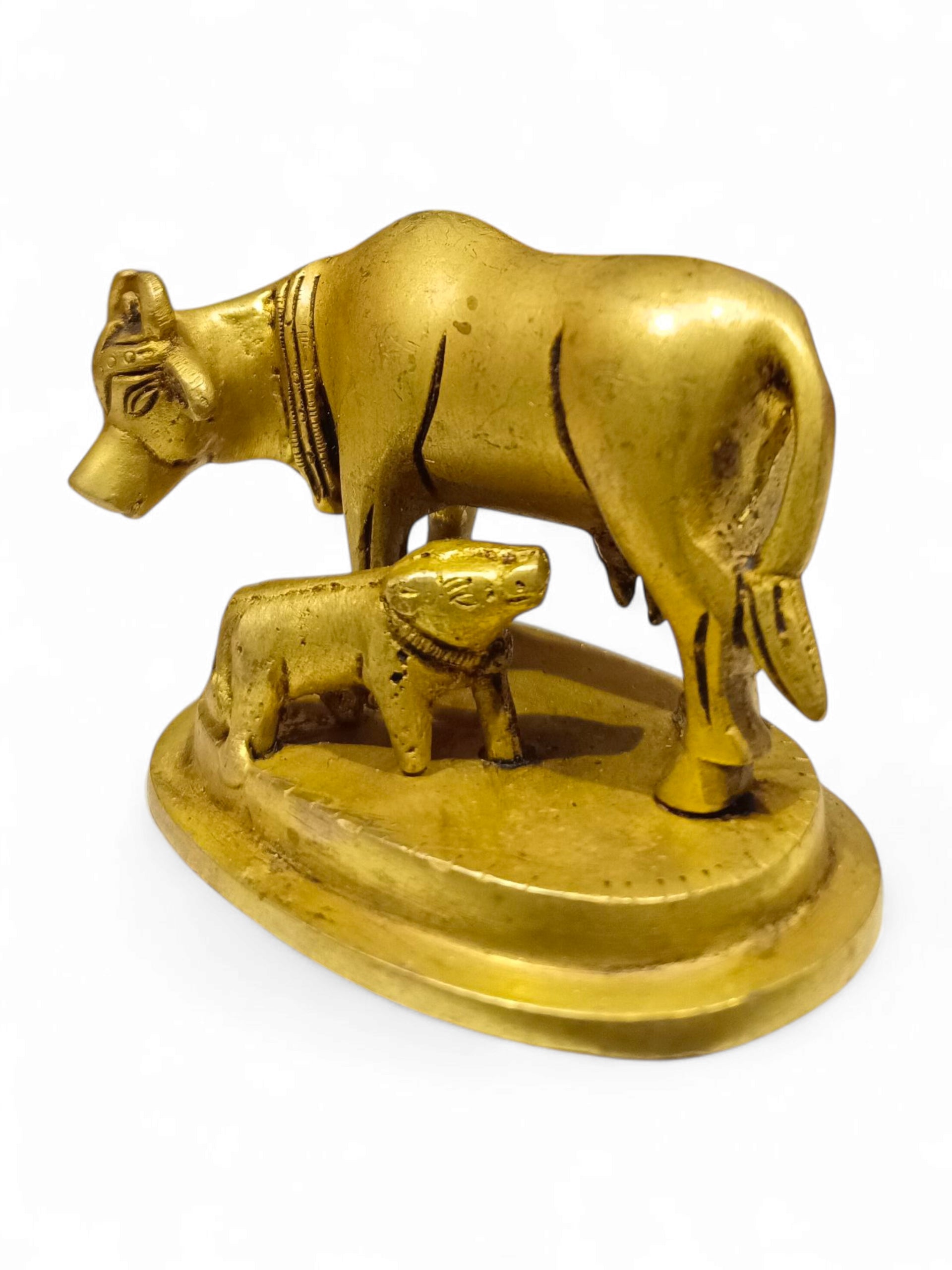 COW & CALF MED ANT